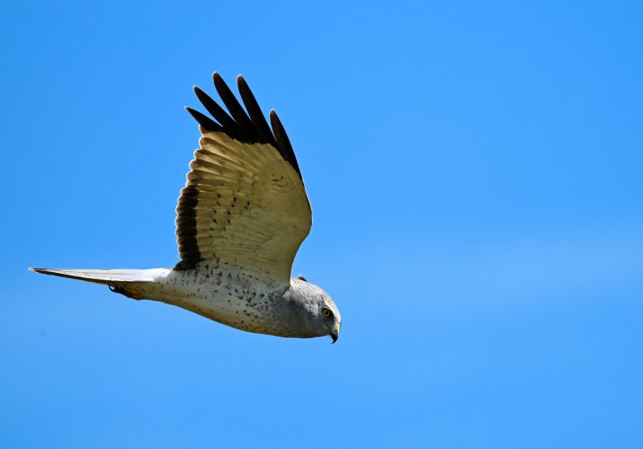 Northern Harrier with the Nikon Z6