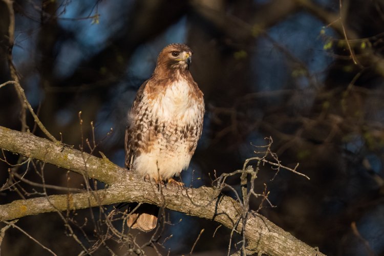 Red-tailed Hawk at Sunset