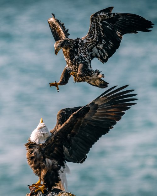 Sub-Adult Bald Eagle going in for the steal