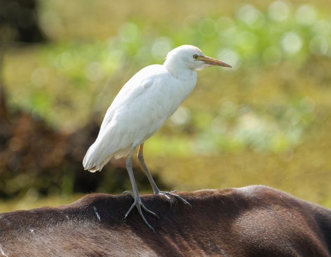 Trinidad &Tobago birds