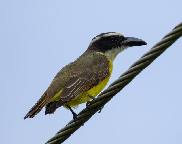 Trinidad &Tobago birds