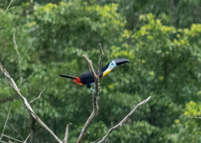 Trinidad &Tobago birds