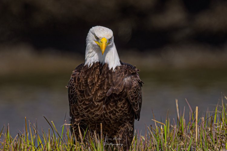 Bald Eagle posing for a Photo Op