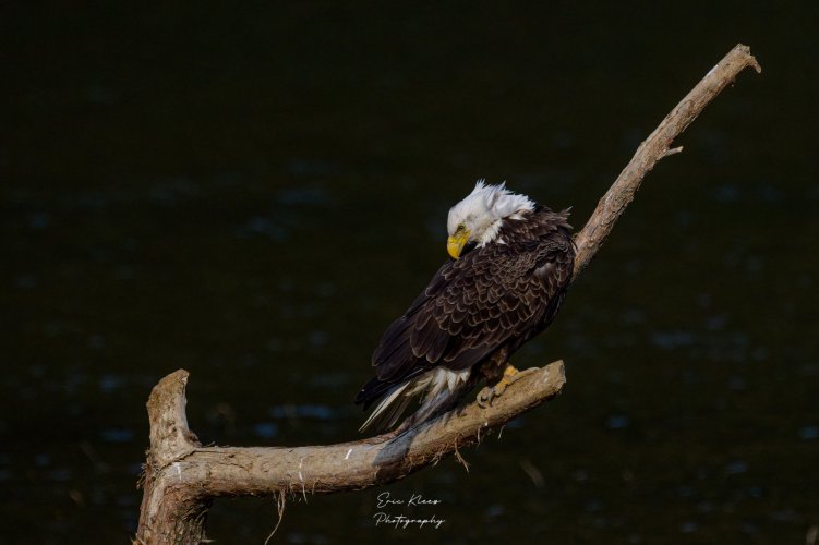 Bald Eagle posing for a Photo Op