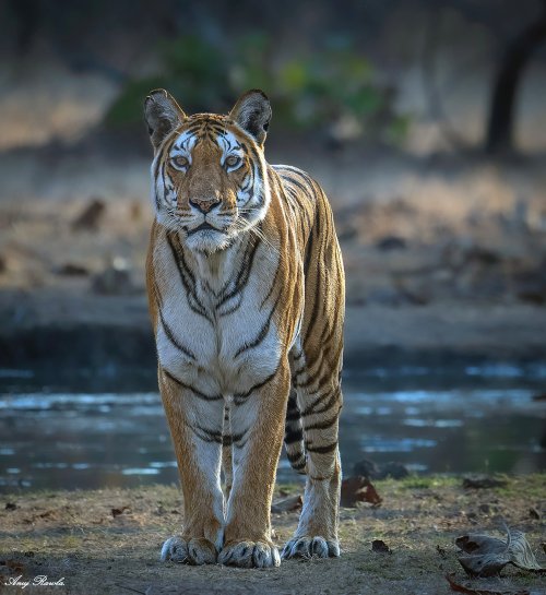 Patdev the Tigress