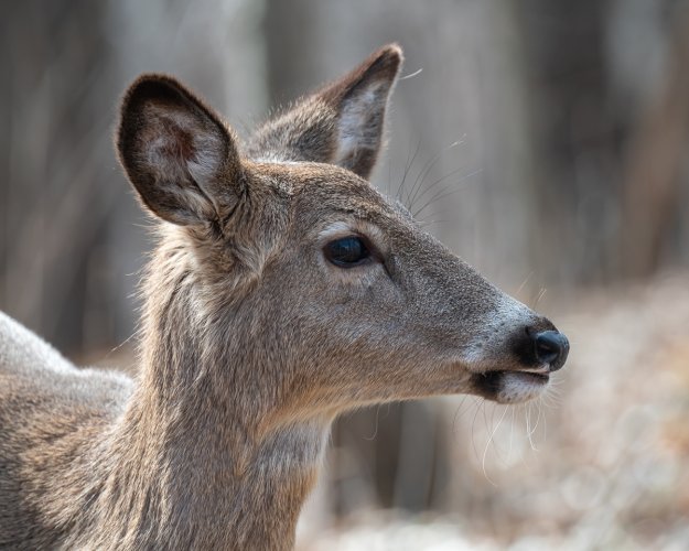 Deer Head Shot
