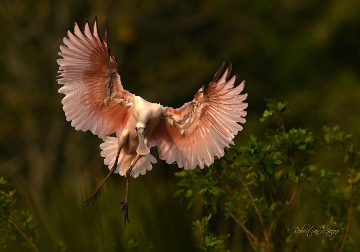 Incoming Spoonbill, St. Augustine, FL