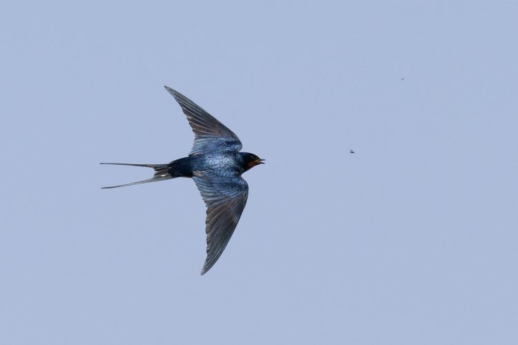 Barn swallow and last moment of a bug