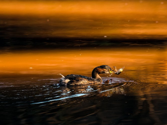 Australasian Grebe