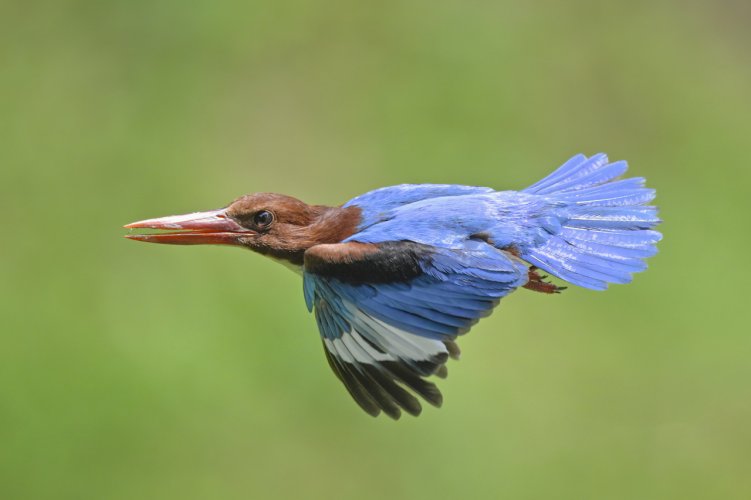 White throated kingfisher in the hot afternoon.