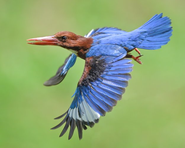 White throated kingfisher in the hot afternoon.