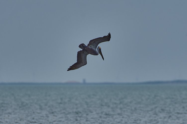 Pelicans - Laguna Madre