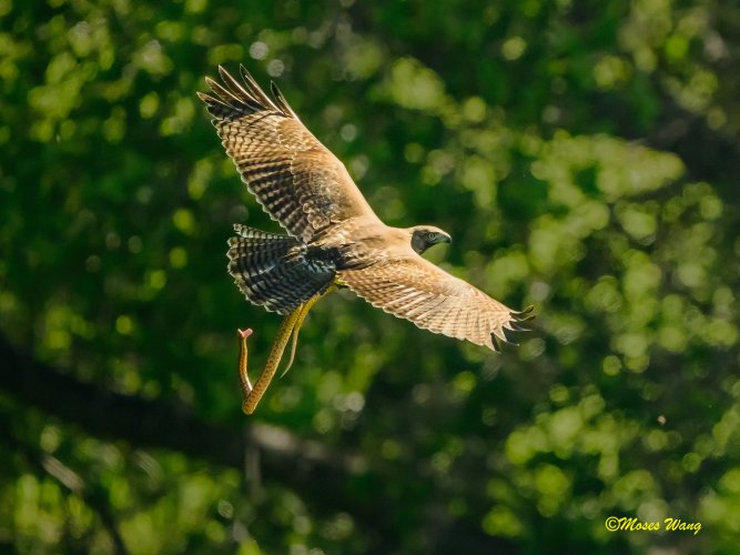 Red-tailed Hawk and Snake in flight