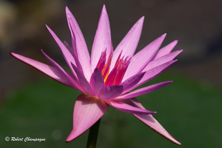 Lily Pond Flower