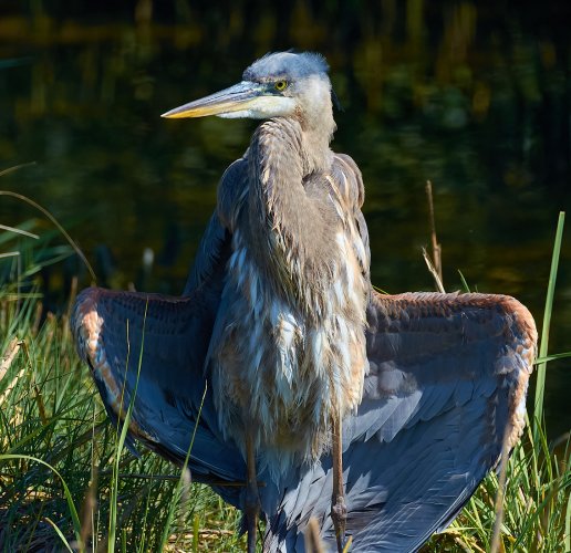 An Actual Heron (I think) modeling the Dirty Old Heron look