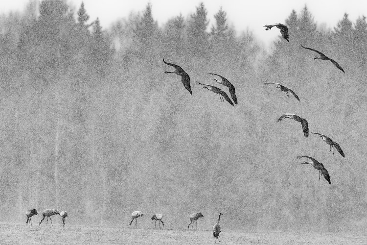 Flock of cranes landing in snowfall b/w