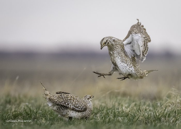 Sharp Tailed Grouse - Fort Pierre Grassland