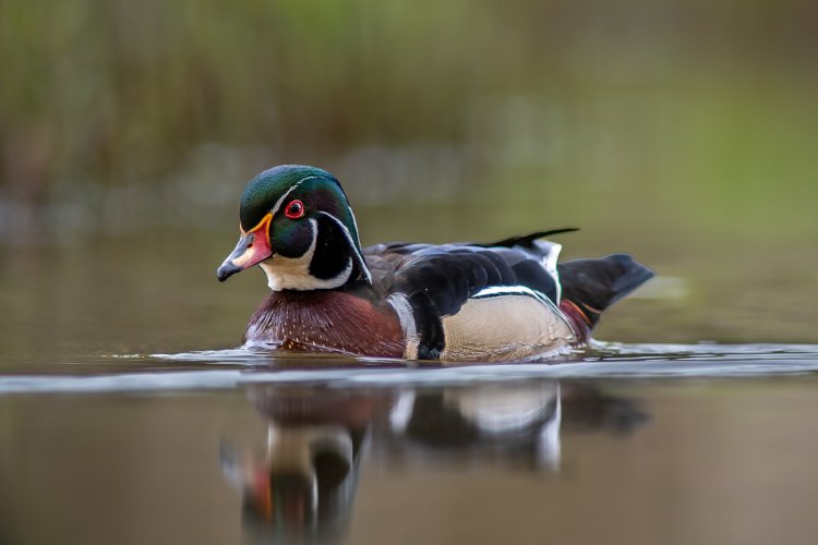 Another Wood Duck