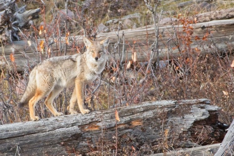 The Coyote Thread