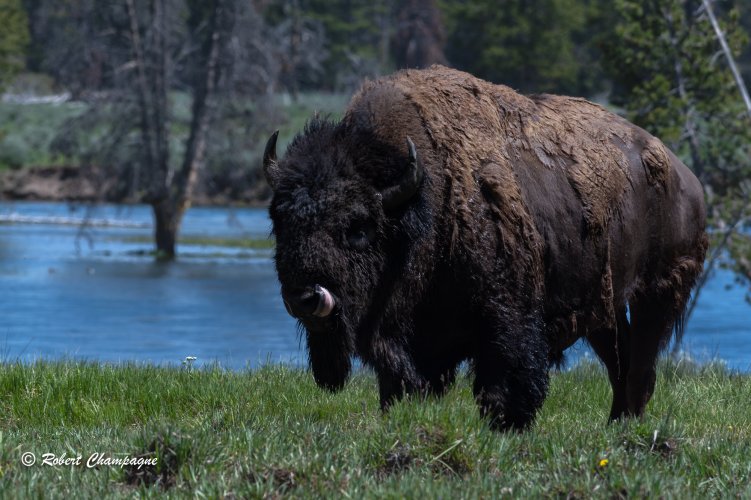 Bison after crossing Yellowstone River