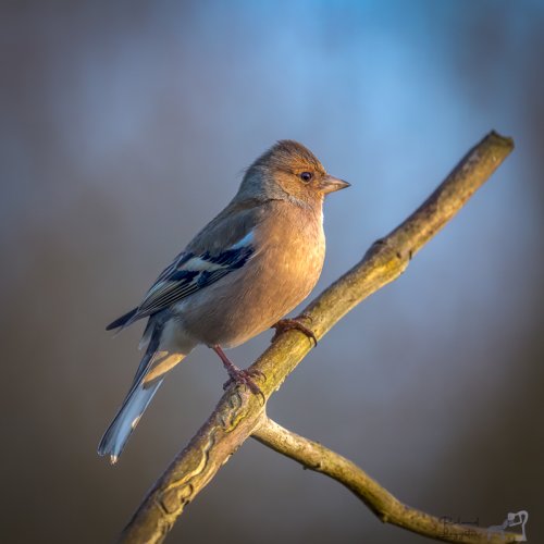 The Chaffinch poses