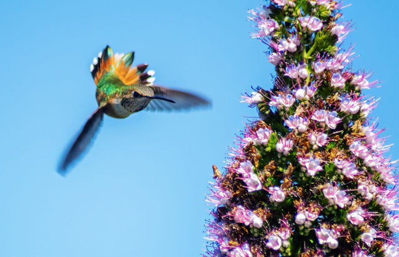 Female Roufus Hummingbird