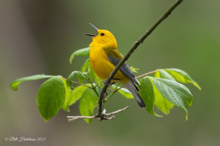 Prothonotary Warbler singing