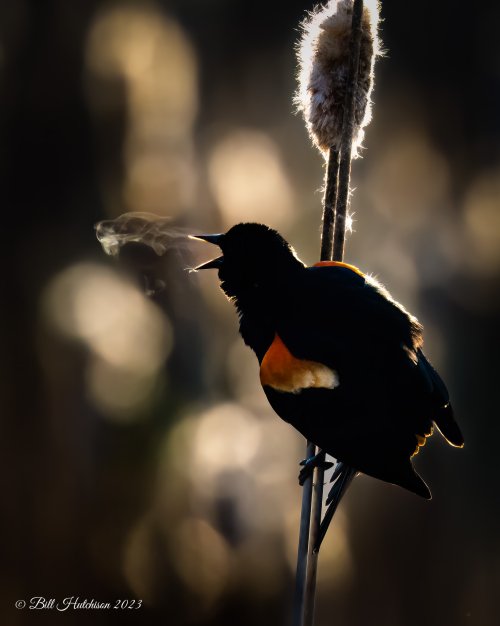 Red-winged Blackbird Singing at Dawn