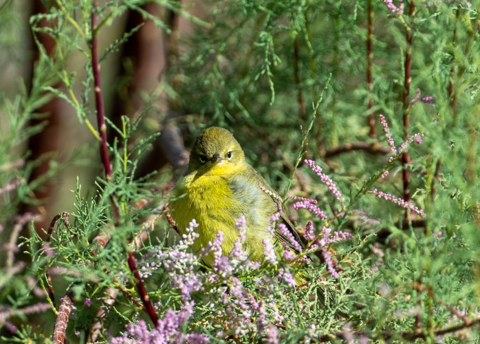 "You lookin' at me?!" Wilson's Warbler with Attitude