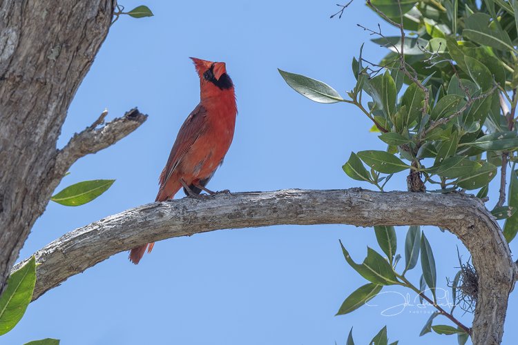 Male Northern Cardinal in Mangrove Tree