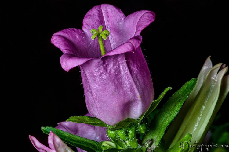 Just a flower in the vase - Nikon D850 + Tokina 100mm F/2.8 AT-X Pro D macro