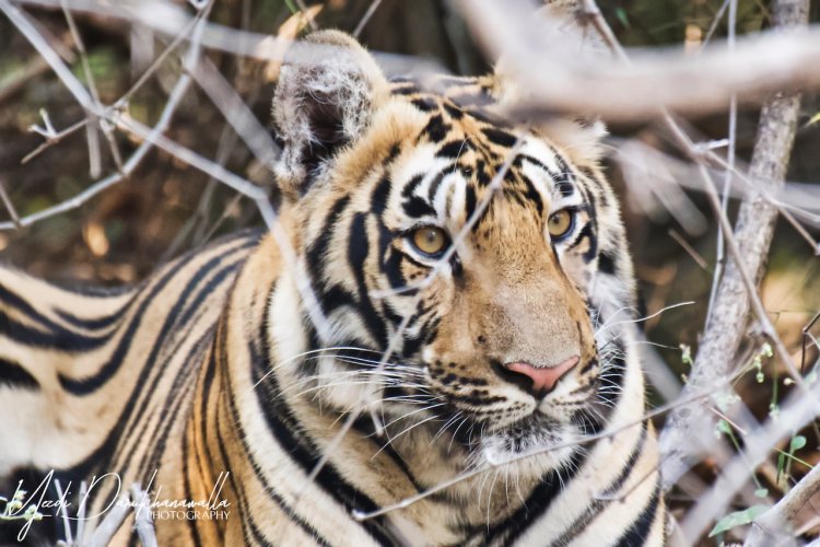 Bengal Tiger - Tadoba Tiger Reserve - India