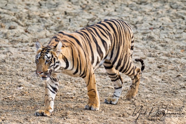 Tiger - Close Encounter @ Tadoba Tiger Reserve - India