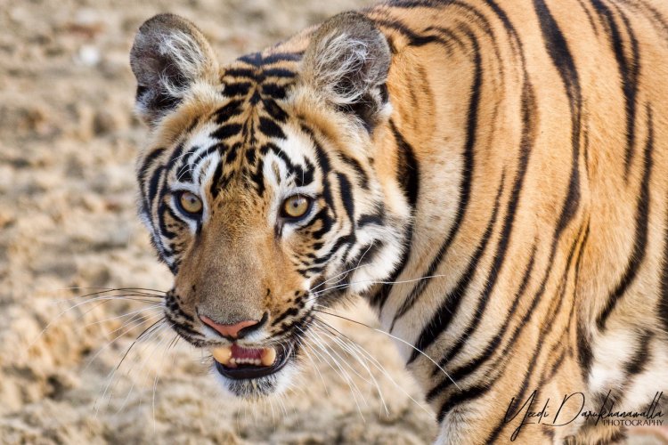 Tiger - Close Encounter @ Tadoba Tiger Reserve - India