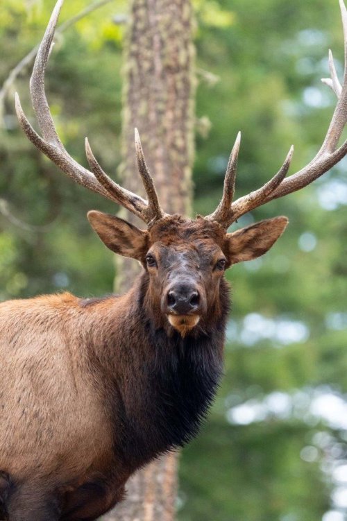 Elk visitors