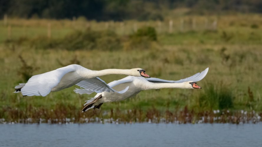 swan flight (D850 sigma 150-600 mm C)