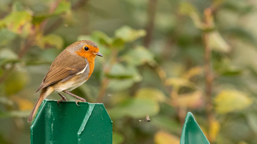 A Robin sizing up his afternoon lunch