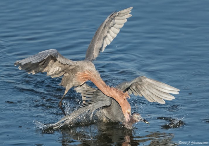 Kleptophagic action by a Reddish Egret on a Little Blue Heron