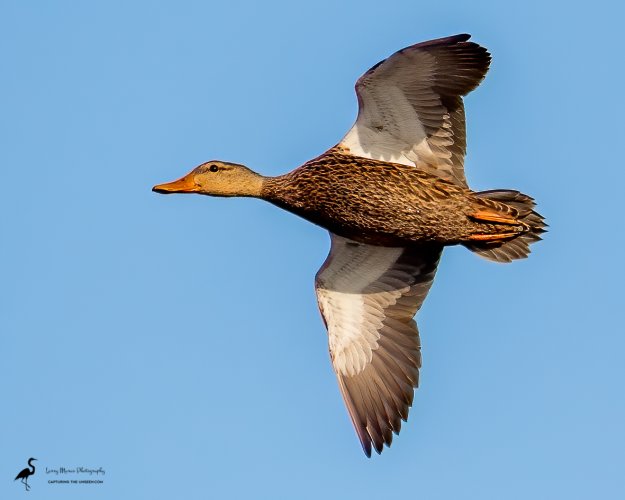 Mottled Duck on the wing.