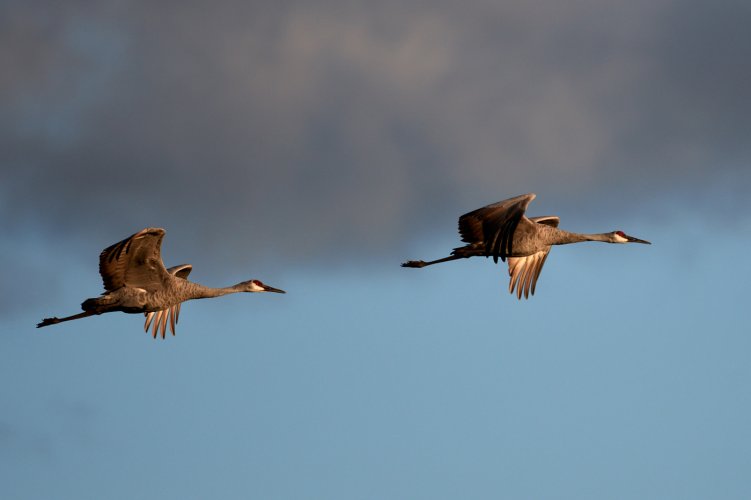 DSC_7139Sandhill Cranes 1.jpg