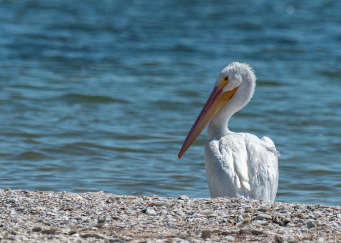 White Pelican - Rockport Tx