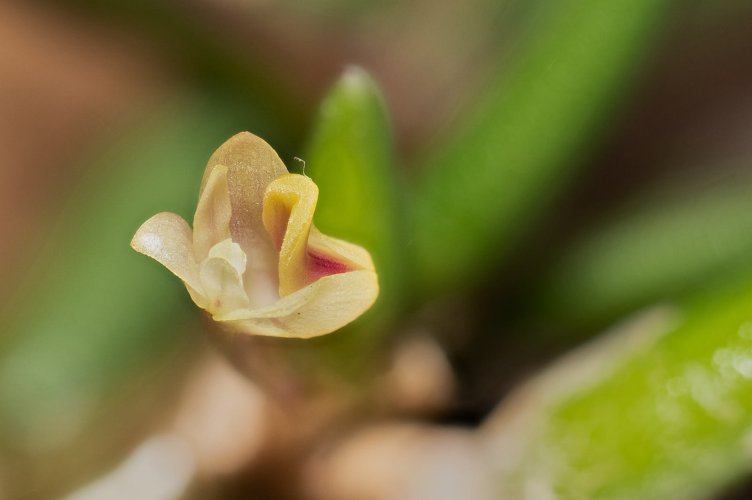 Latest Australian Orchid