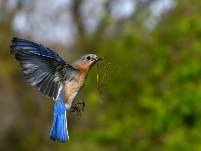 Nesting female Bluebird