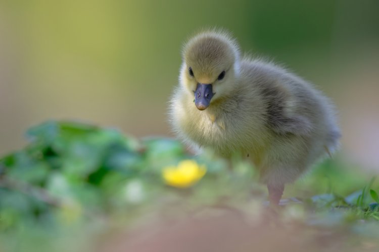 Greylag gosling discovers the world