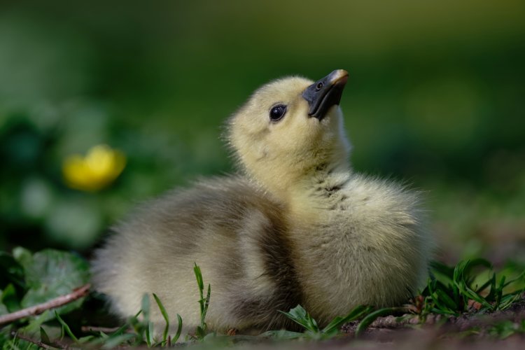 Greylag gosling discovers the world