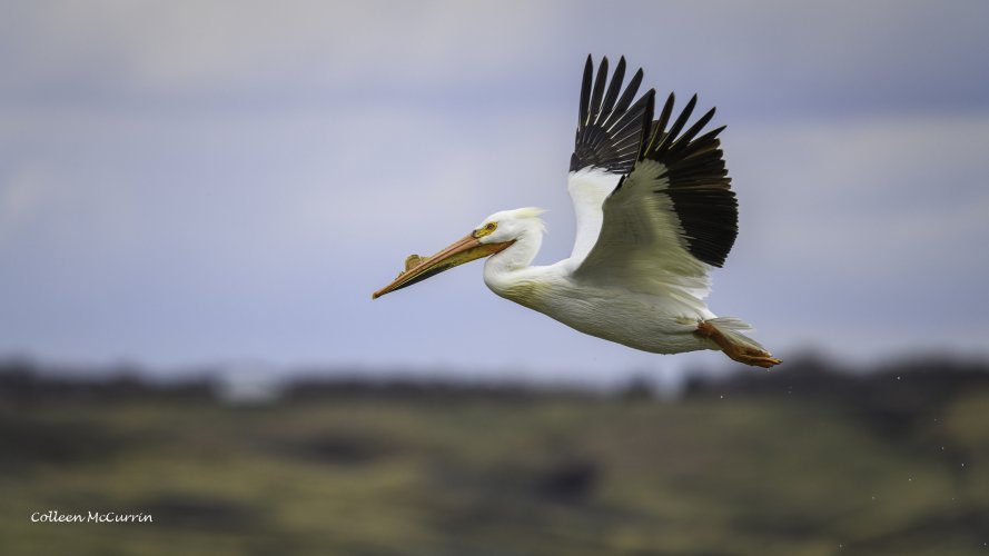 American White Pelican in Flight