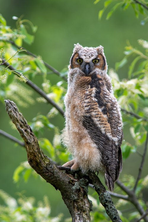 Newly fledged Owlet, Great Horned Owl