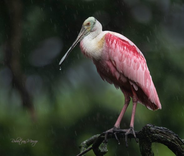 Spoonbill in the Rain