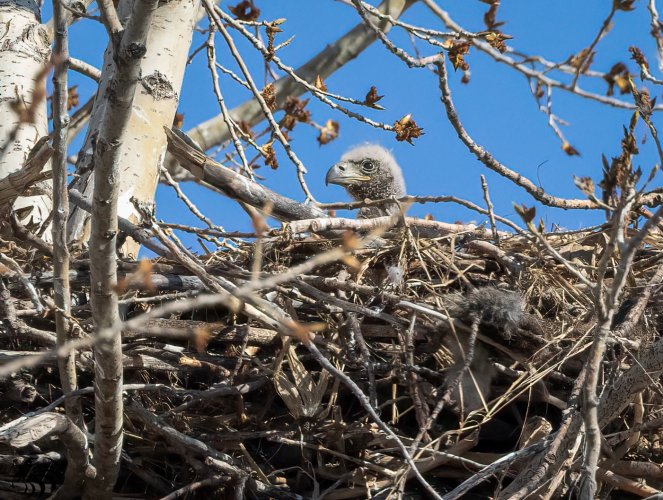 "Hello world"...Eaglet peering over the nest