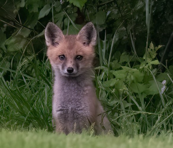 Mother Fox Guarding her Den
